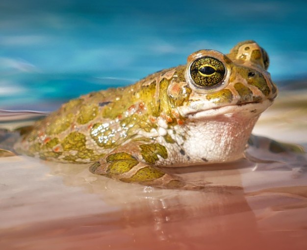 Frosch Pixabay Testbild1 12122025 alt