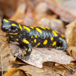 Salamander Pixabay Testbild2 Salamander Pixabay Testbild2