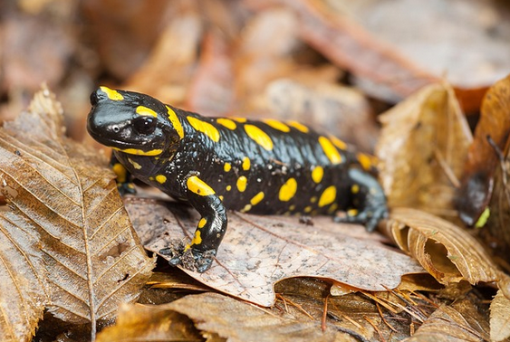 Salamander Pixabay Testbild2